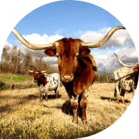 Nettles & CO Texas